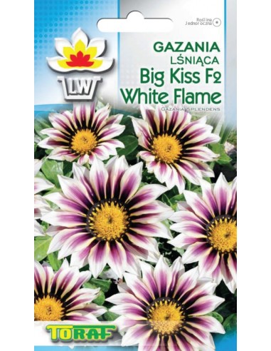 Gazania lśniąca Big Kiss F2 White Flame 5szt