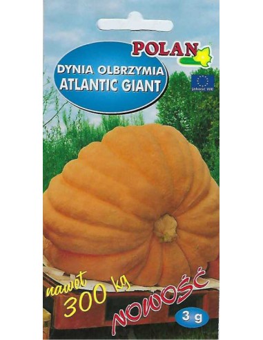 Dynia olbrzymia Atlantic Giant 3g
