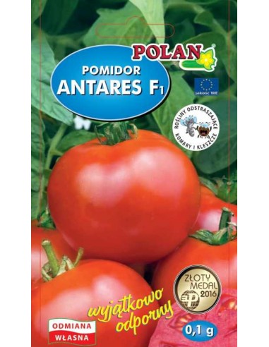 Pomidor gruntowy karłowy Antares F1 0,1g