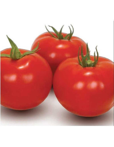 Pomidor gruntowy wysoki Bobcat F1 10 nasion