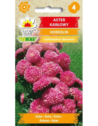 Aster karłowy HORDELIN różowy 1g