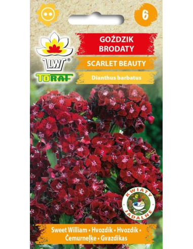 Goździk brodaty Scarlet Beauty 0,5g
