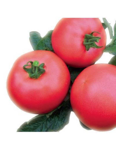 Pomidor holenderski pod osłony VP1 F1