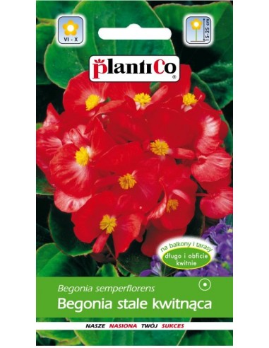 Begonia stale kwitnąca czerwona Feuermeer 0,1g