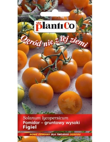 Pomidor gruntowy drobnoowocowy wysoki pomarańczowy Figiel 0,2g