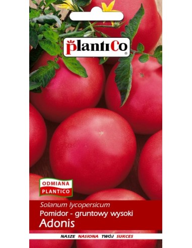 Pomidor gruntowy wysoki malinowy Adonis 0,5g