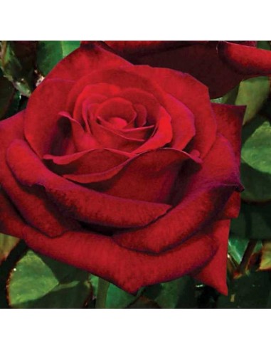 Róża wielkokwiatowa mix odmian