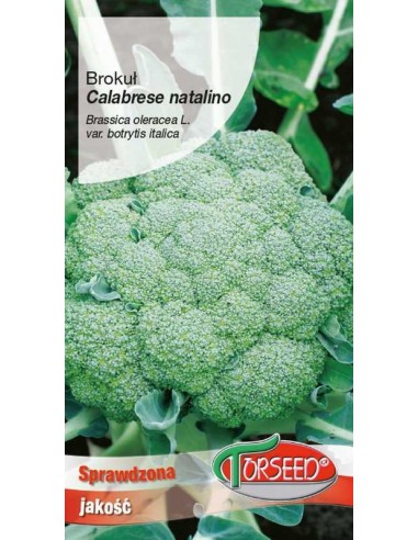 Brokuł Calabrese Natalino 2g